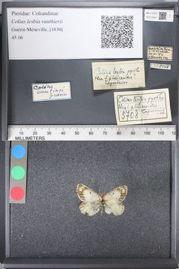 Media type: image;   Entomology 124581